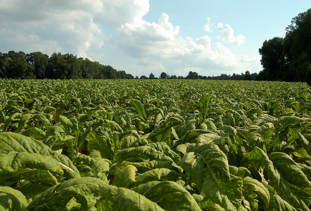 tobacco colonies Development of tobacco cultivation and its impact on tobacco colonies Development of tobacco cultivation and its impact on
