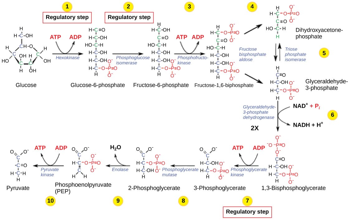Key Carboxylation Enzymes in Anaplerotic Reactions, Regulation of Cellular Respiration · Biology