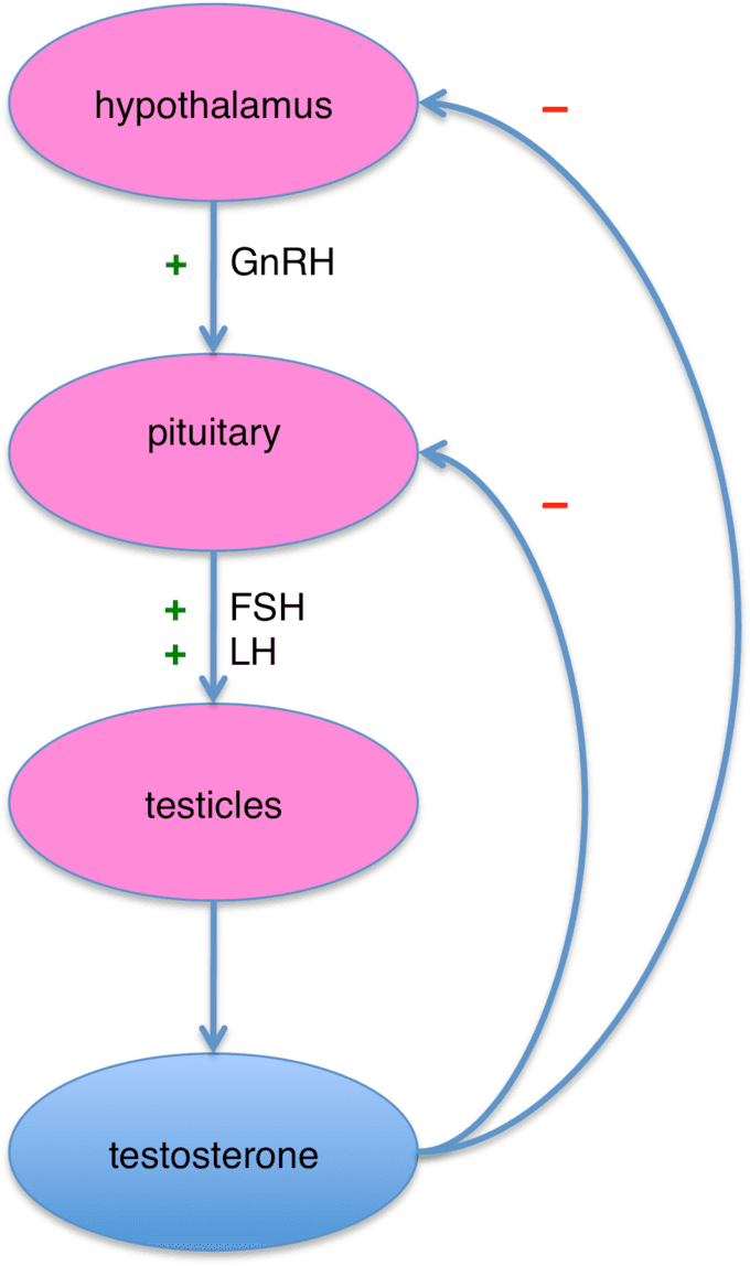 Key characteristics and actions of masculinizing hormonal drugs, Regulation of Body Processes | Boundless Biology