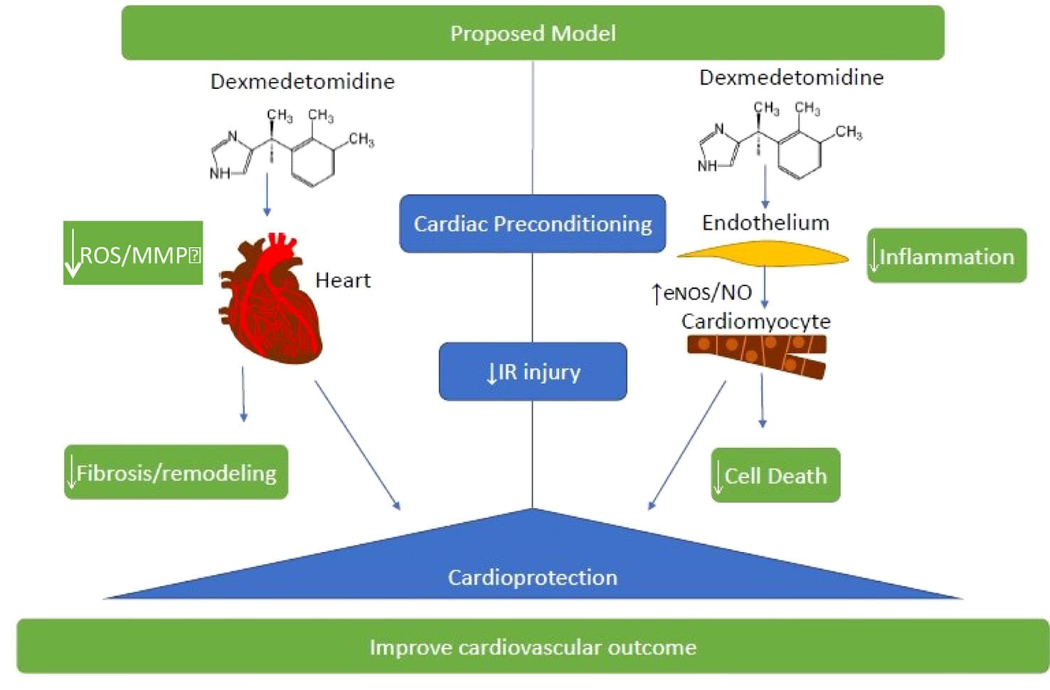 Key characteristics, Frontiers | Dexmedetomidine Improves Cardiovascular and Ventilatory Outcomes in Critically Ill ...