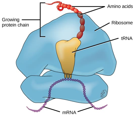 Key Components and Mechanisms, Translation · Concepts of Biology
