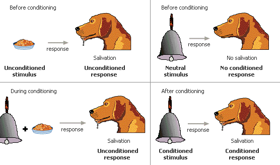 Key components of classical conditioning, XavierAPPsychology - Chapter 6, Period 7