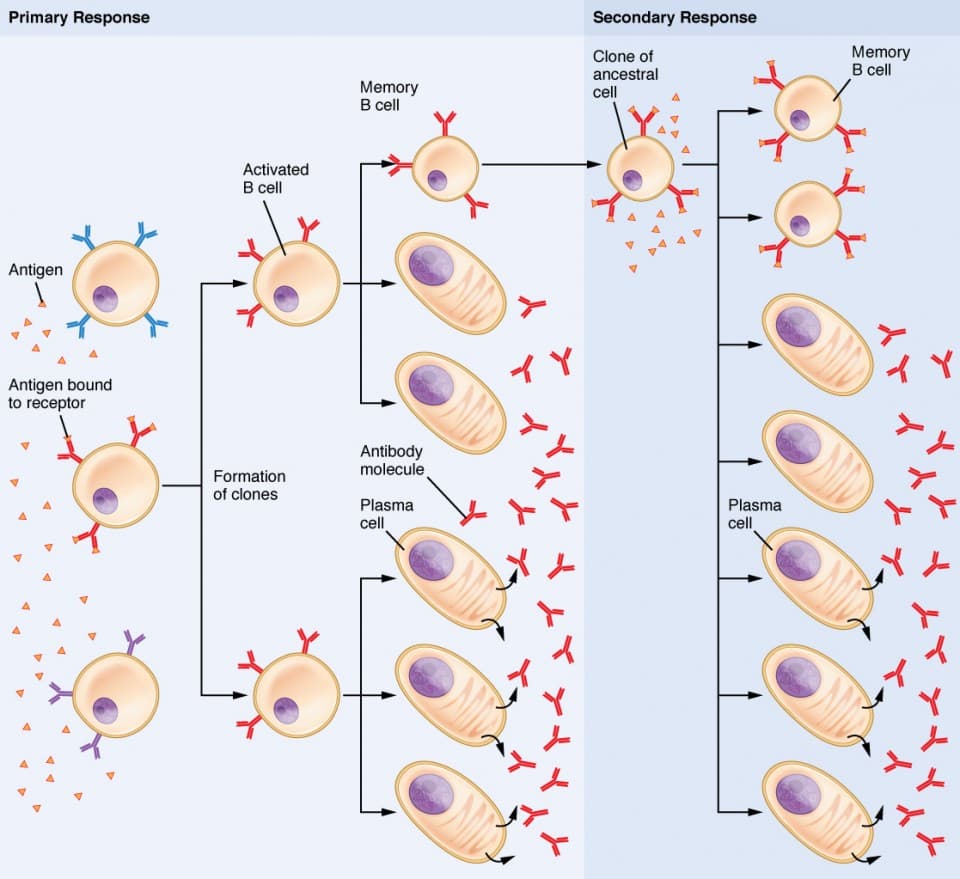 Key concepts of adaptive immunity, The Adaptive Immune Response: B-lymphocytes and Antibodies | Anatomy and Physiology II
