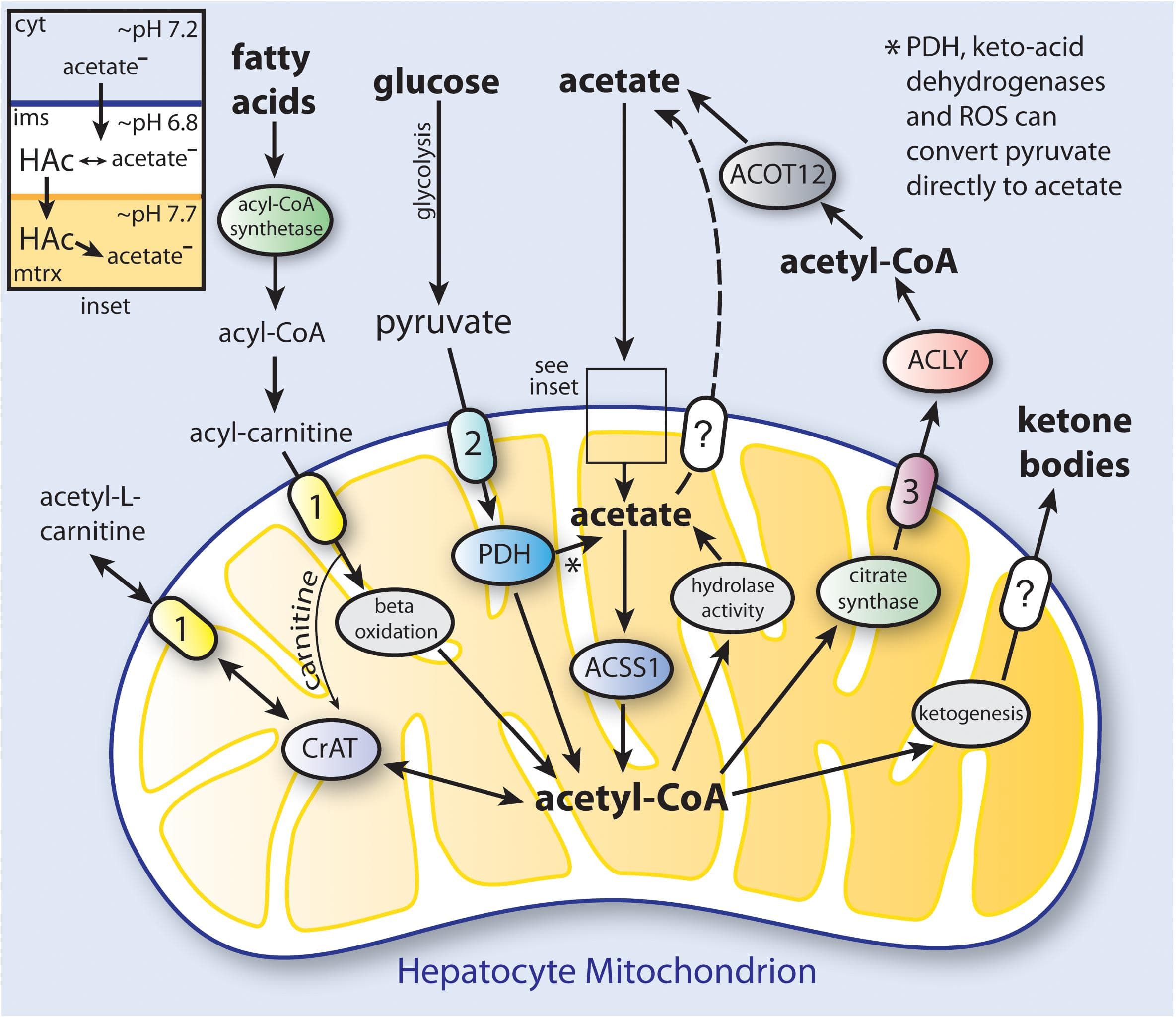 acetyl l carnitine metabolism saturated fat Acetyltransferase Mitigates Metabolic Inertia and Muscle Fatigue during Exercise: Cell Fatty Acid Synthesis | Biochemistry