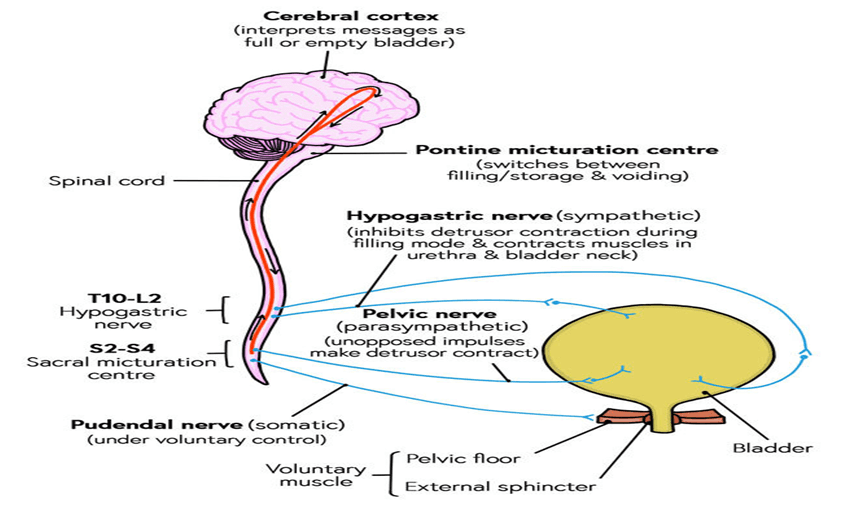 Key features and uses of urinary stimulant drugs, Diagnosis and Management of Neurogenic Bladder Dysfunction