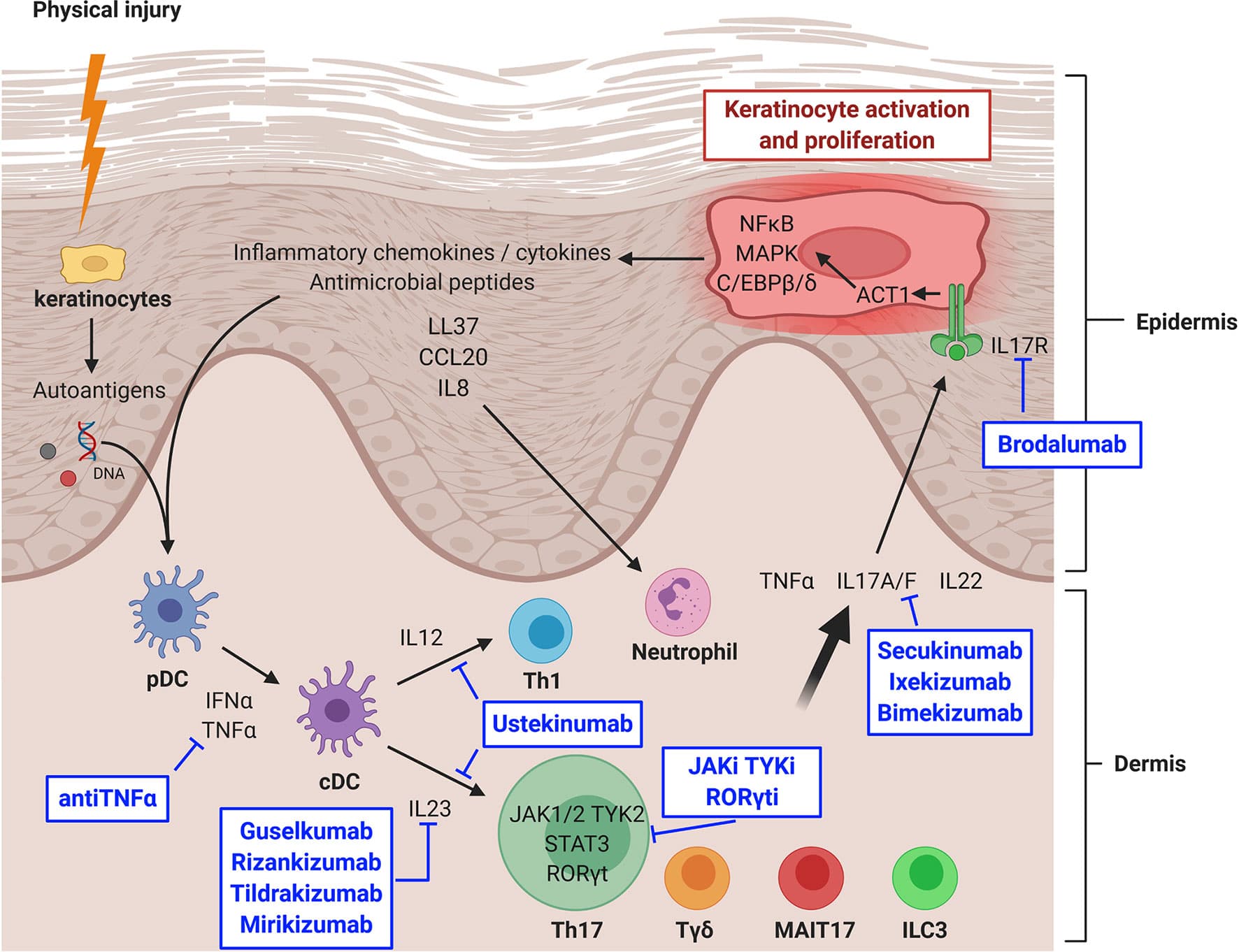 Key features and mechanisms of action for common psoriasis medications, Frontiers | Major Role of the IL17/23 Axis in Psoriasis Supports the Development of New Targeted ...