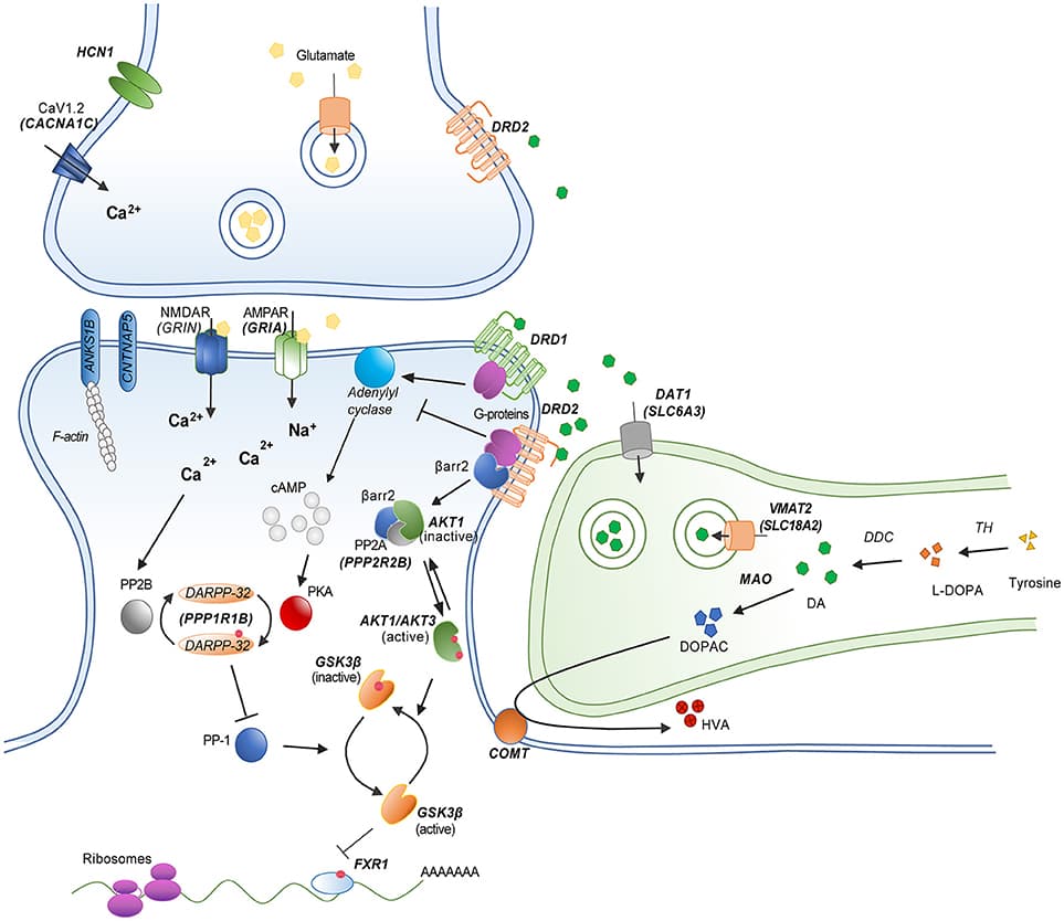 Key features of antipsychotic medications, Frontiers | Antipsychotic Drug Responsiveness and Dopamine Receptor Signaling; Old Players and ...