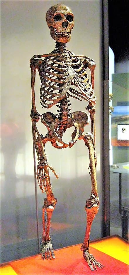 Key features of archaic Homo, Neanderthal anatomy - Wikipedia