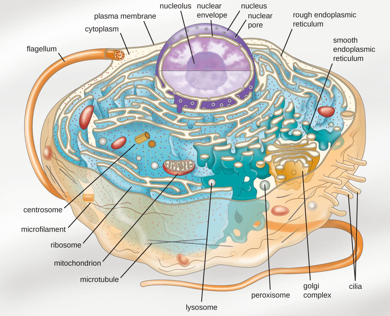 Key features of eukaryotic cells, 3.4 – Unique Characteristics of Eukaryotic Cells – Microbiology 201