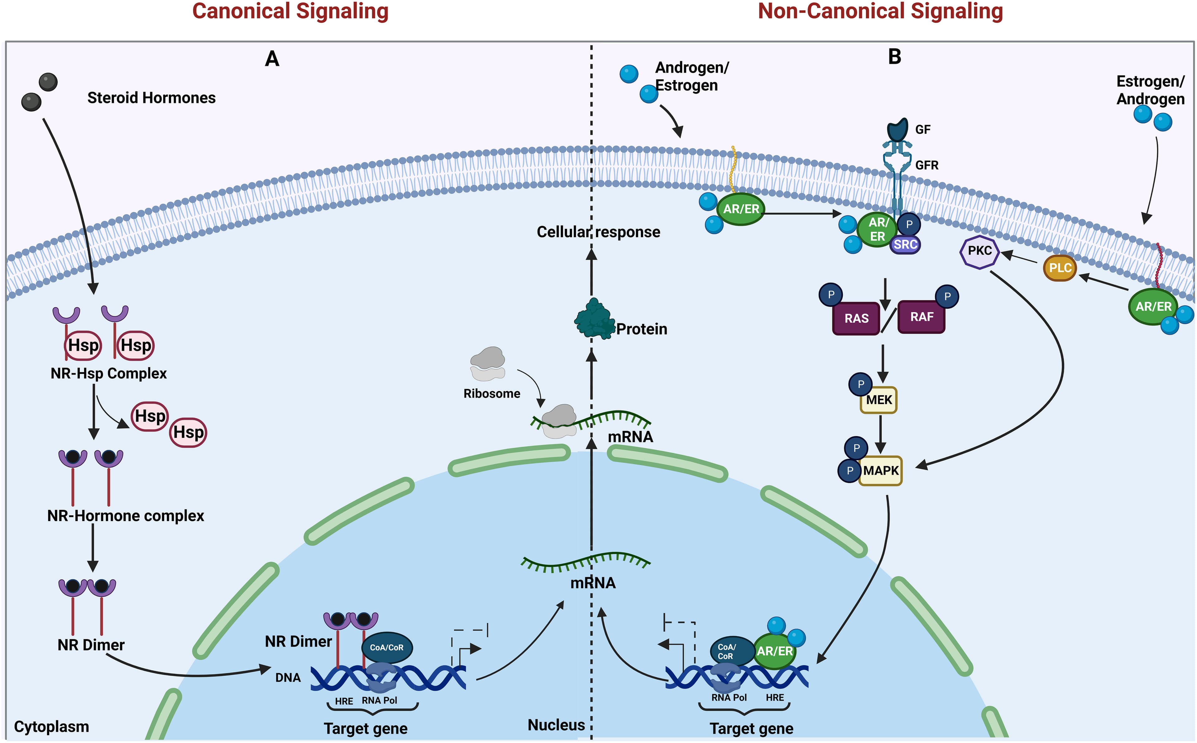 Key features of hormonal therapy drugs, Frontiers | To block or not to block—hormonal signaling in the treatment of cancers