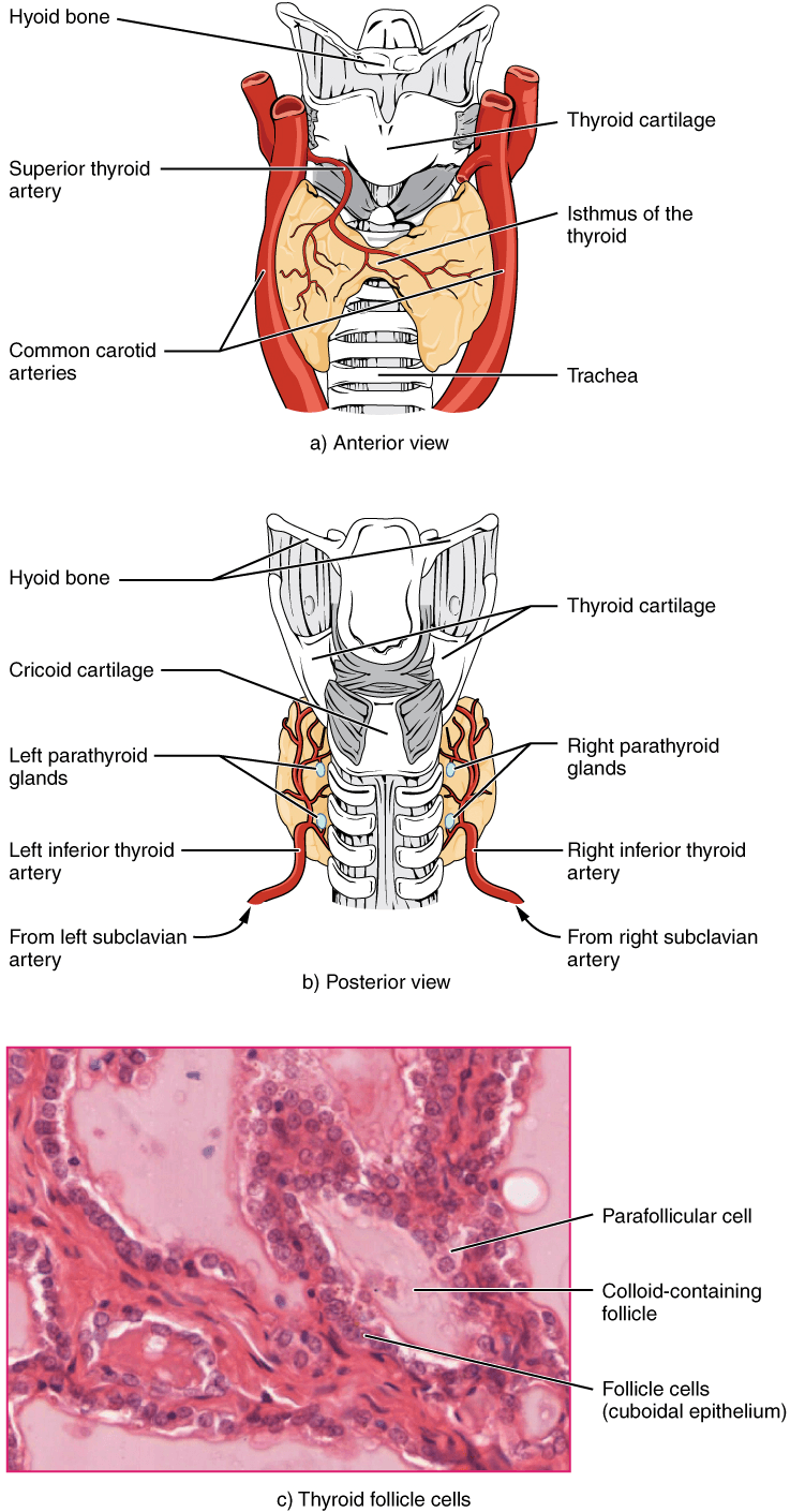 Key features of thyroid and antithyroid medications, 9.5 Thyroid Medications – Nursing Pharmacology
