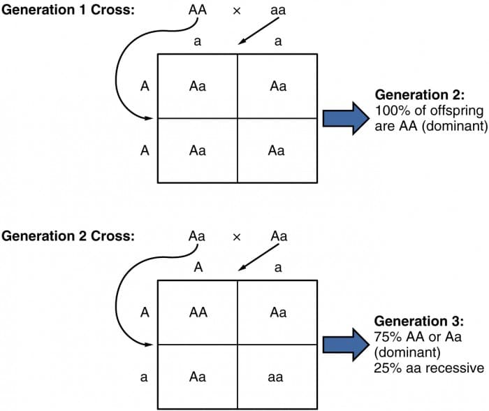 Key figures in genetics history, Patterns of Inheritance | Anatomy and Physiology II
