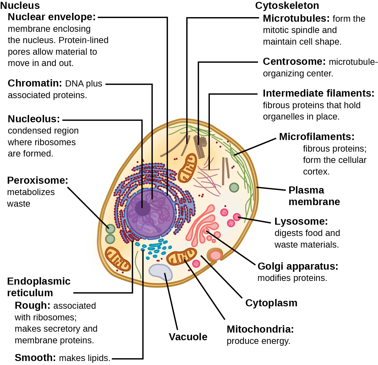 Key Organelles and Their Functions, Eukaryotic Cells | OpenStax Biology 2e