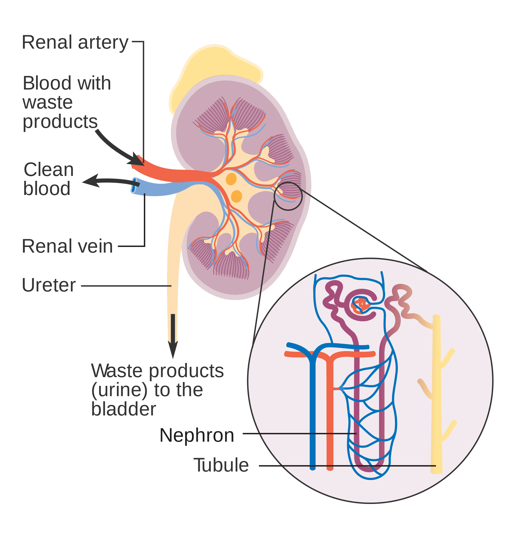 Kidney structure and function, 16.4 Kidneys – Human Biology