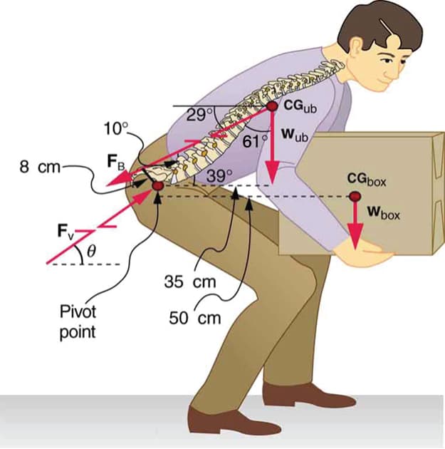 Kinetic chain and energy transfer, 9.6 Forces and Torques in Muscles and Joints – College Physics