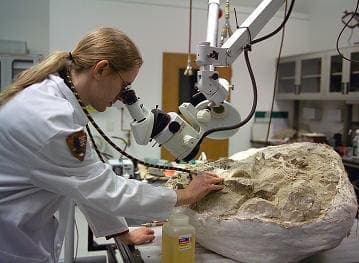 Role in paleontological research, La ciencia de la Paleontología. Subdisciplinas