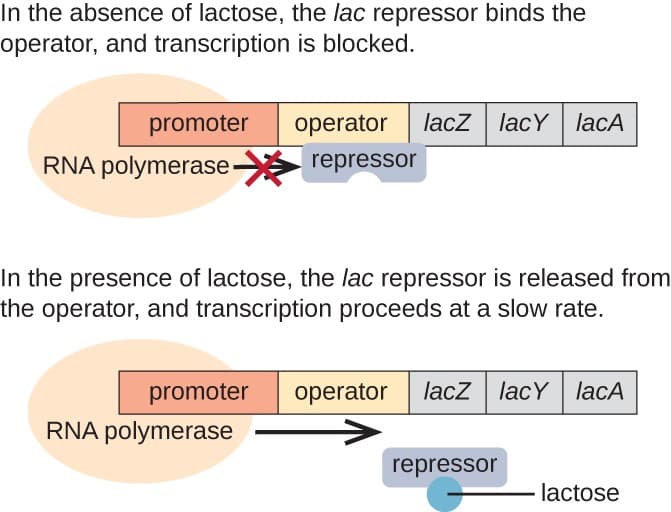 Components and Regulatory Mechanisms, Gene Regulation: Operon Theory | Microbiology
