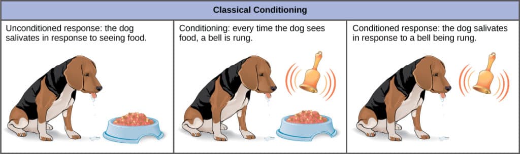 Learned behaviors vs instincts vs reflexes, Learned Behaviors | Biology for Majors II