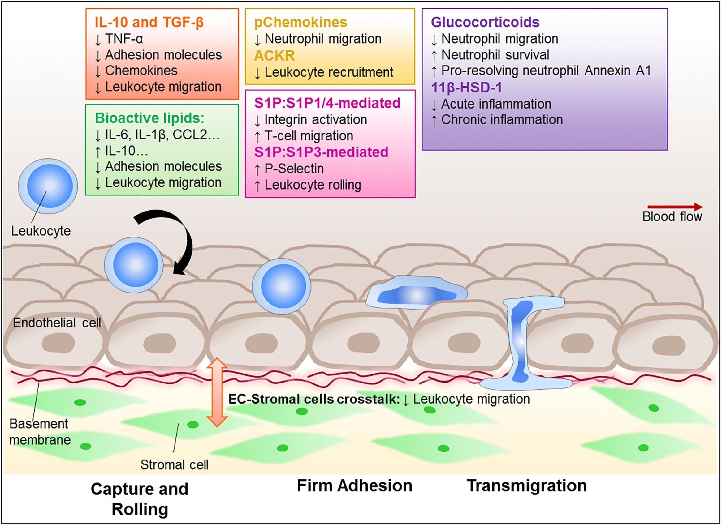 Leukocyte migration to infected tissues, Frontiers | Triggering the Resolution of Immune Mediated Inflammatory Diseases: Can Targeting ...