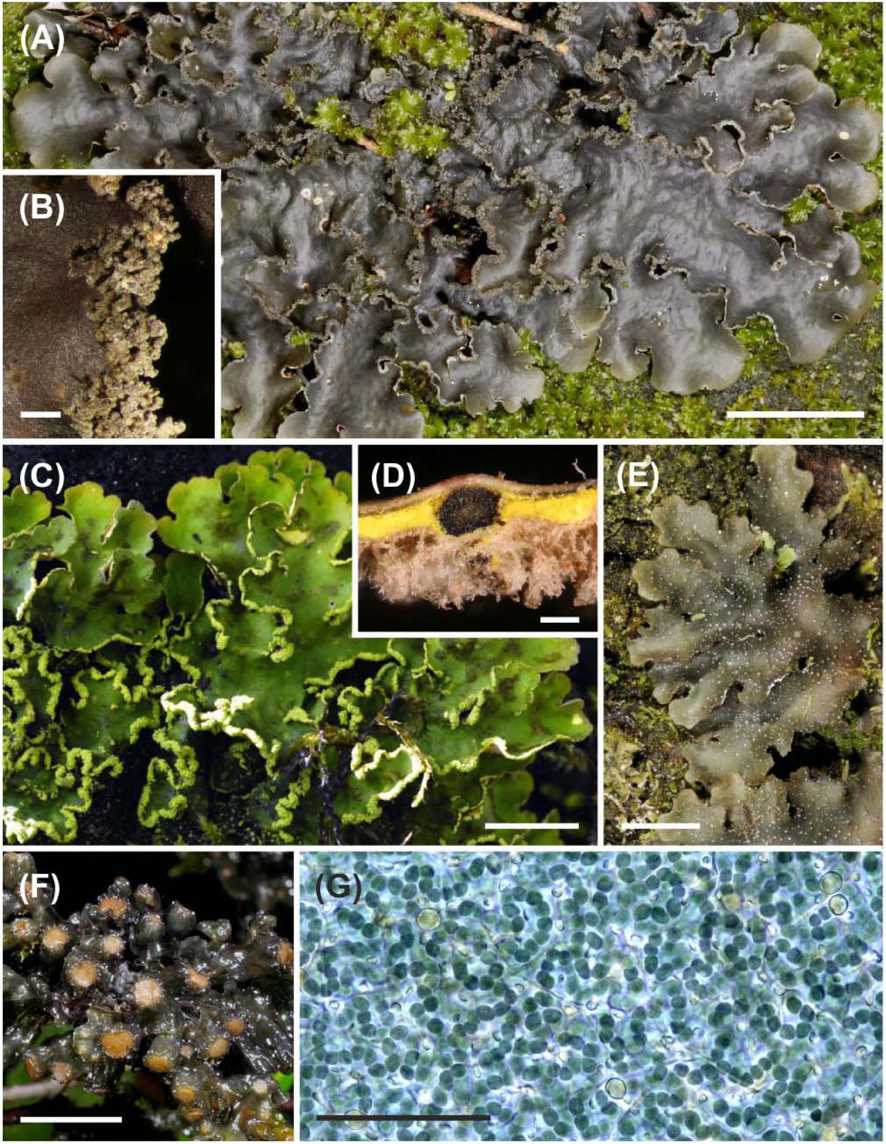Relevance of lichens in microbiology, Frontiers | Complex Interaction Networks Among Cyanolichens of a Tropical Biodiversity Hotspot