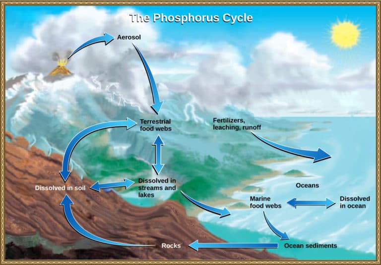 Liebig's law of the minimum, The Phosphorus Cycle | Biology for Majors II