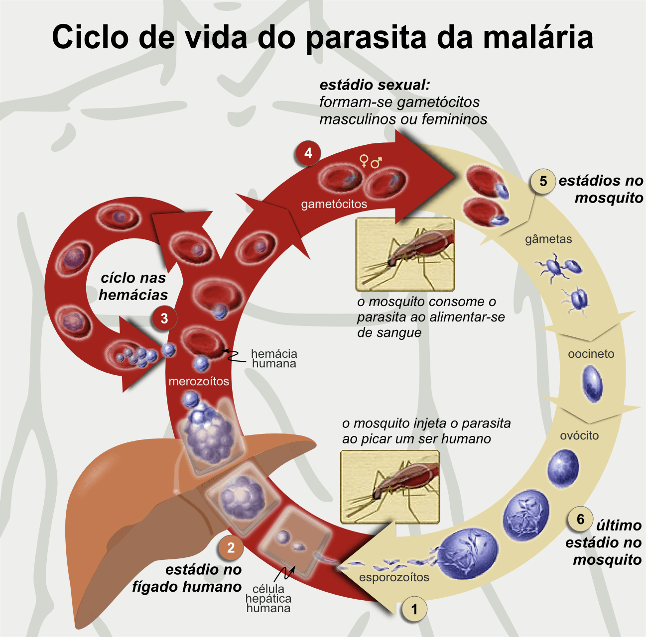 Life cycles of circulatory parasites, File:Life Cycle of the Malaria Parasite-pt.png - Wikimedia Commons
