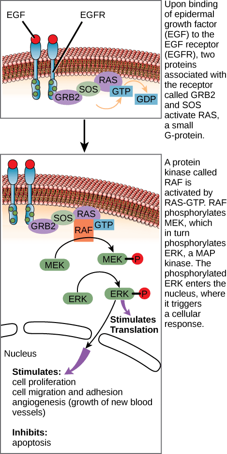Ligands and Binding Sites, Propagation of the Cellular Signal | Anatomy and Physiology I