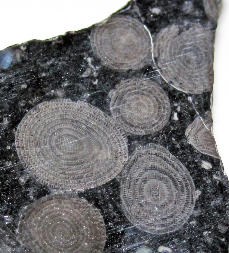 Light microscopes, Yabeina globosa fusulinid foraminifera (Akasaka Limestone,… | Flickr