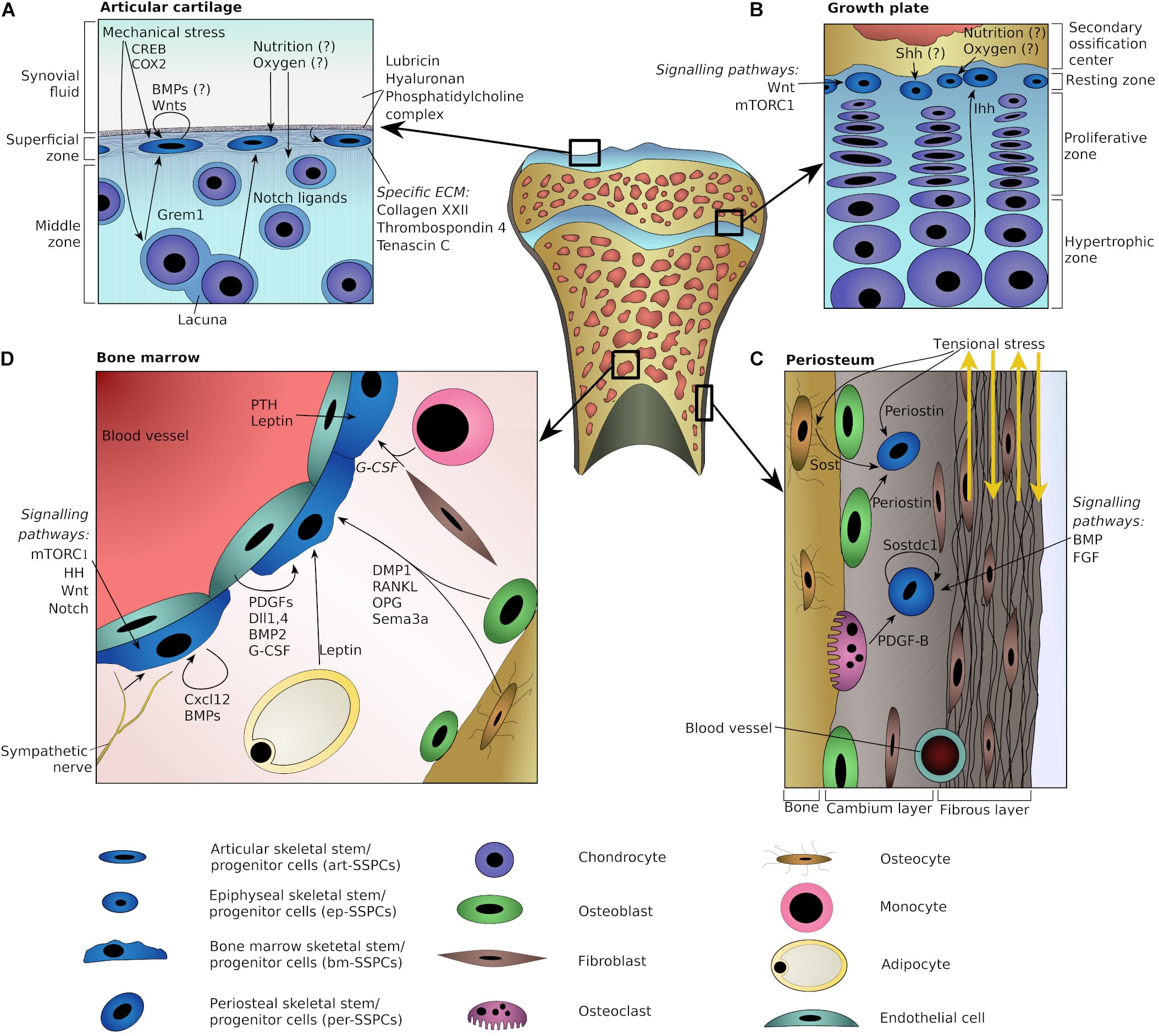 Limb Bud Formation and Elongation, Frontiers | Niches for Skeletal Stem Cells of Mesenchymal Origin