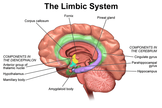 Key Components, Biology of Emotion | Boundless Psychology