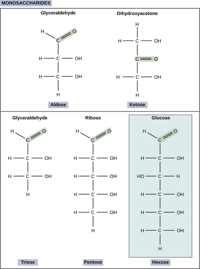 Linear vs cyclic forms, Carbohydrates | Boundless Anatomy and Physiology