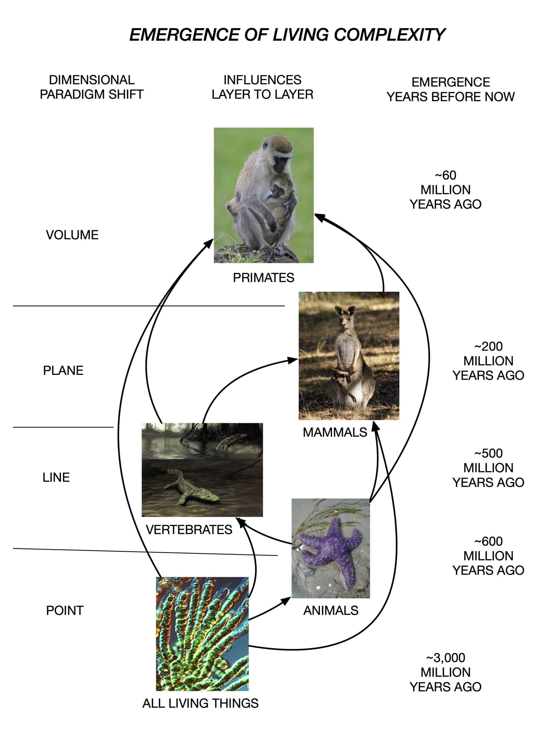 Linear vs non-linear hierarchies, Mammals | Dimensional Mastery