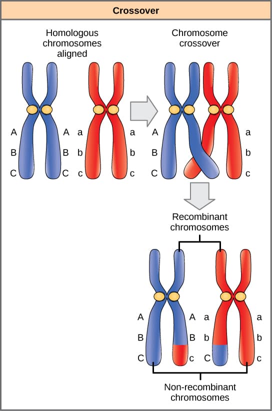 Linkage and gene inheritance, Laws of Inheritance · Biology