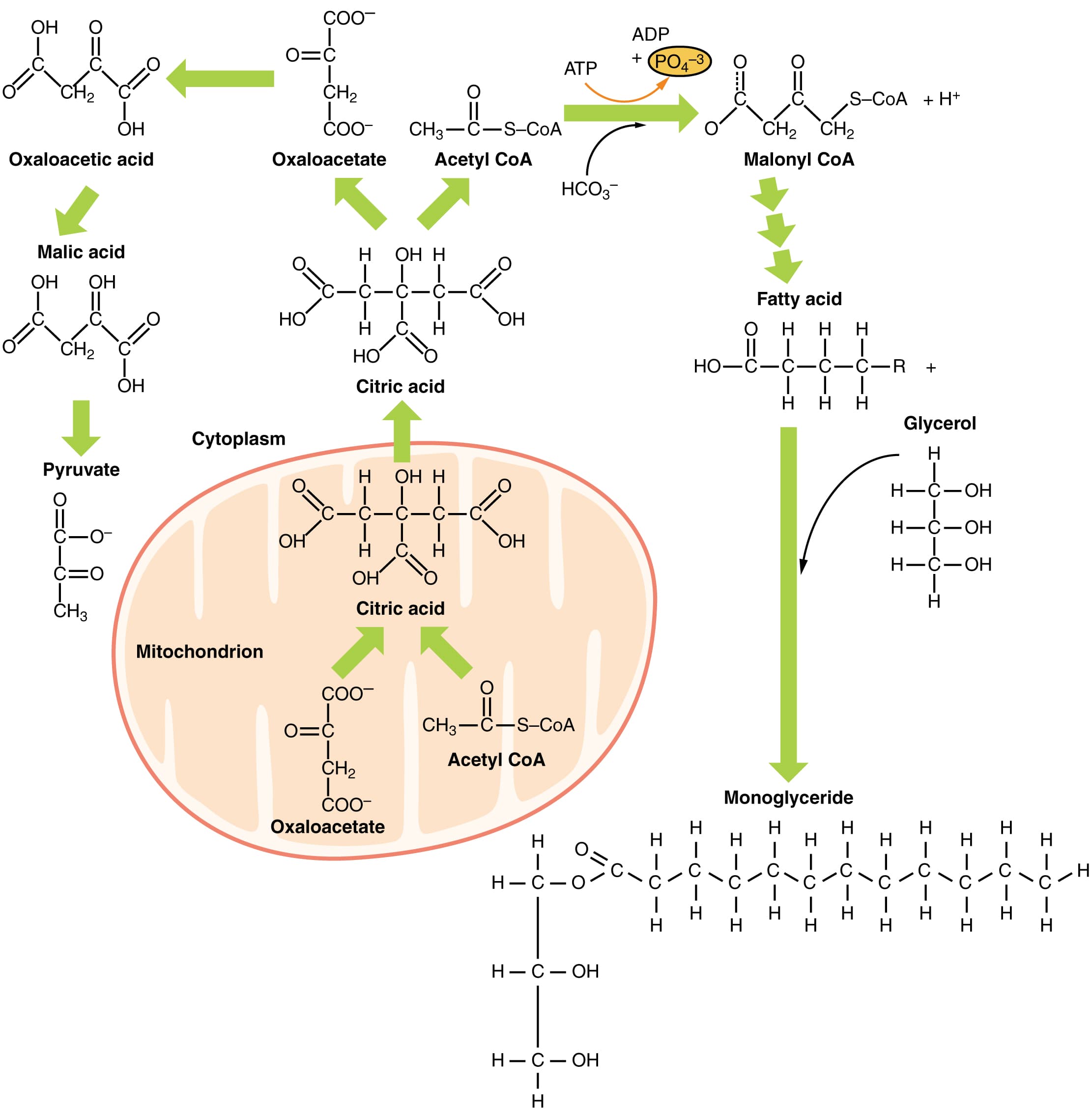 Lipid catabolism in microorganisms, Lipid Metabolism · Anatomy and Physiology