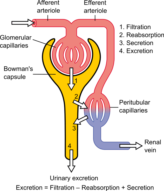 dihexa renal function Diuretics and drugs affecting renal