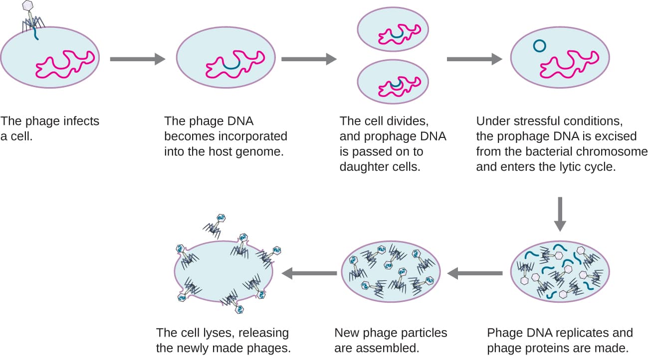 tobacco mosaic virus life cycle Structure of ( TMV virus ) ll biology ll The Viral Life Cycle |