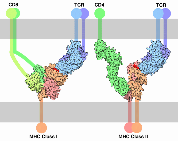 MHC-peptide and T cell receptor interaction, MHC class I - wikidoc