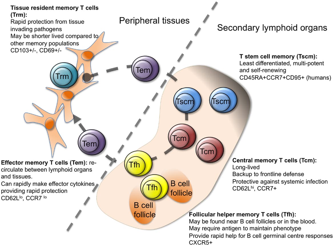Main T cell subsets, Frontiers | Development and Function of Protective and Pathologic Memory CD4 T Cells | Immunology