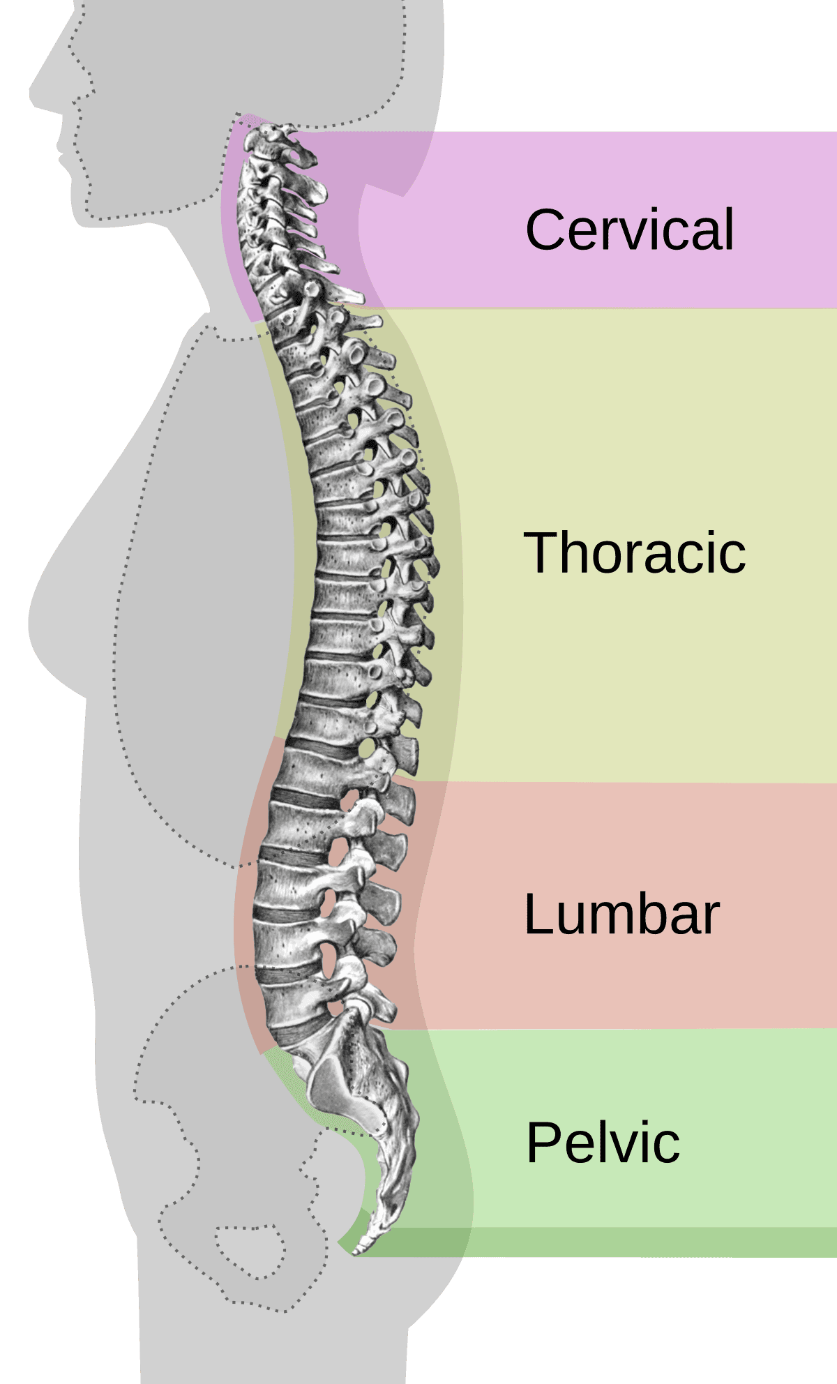 Maintaining neutral spine alignment, Neutral spine - Wikipedia