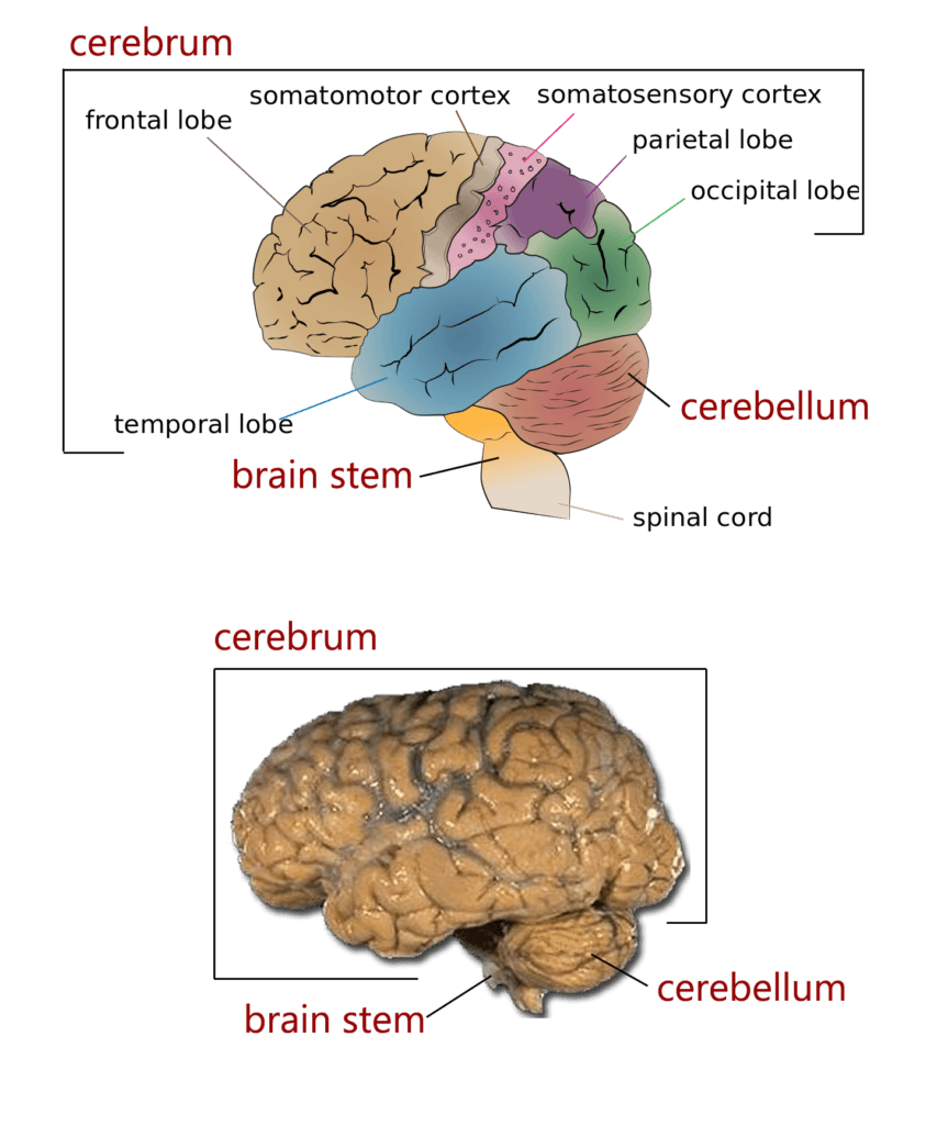 Major brain structures and functions, The four major regions of the brain | Human Anatomy and Physiology Lab (BSB 141)
