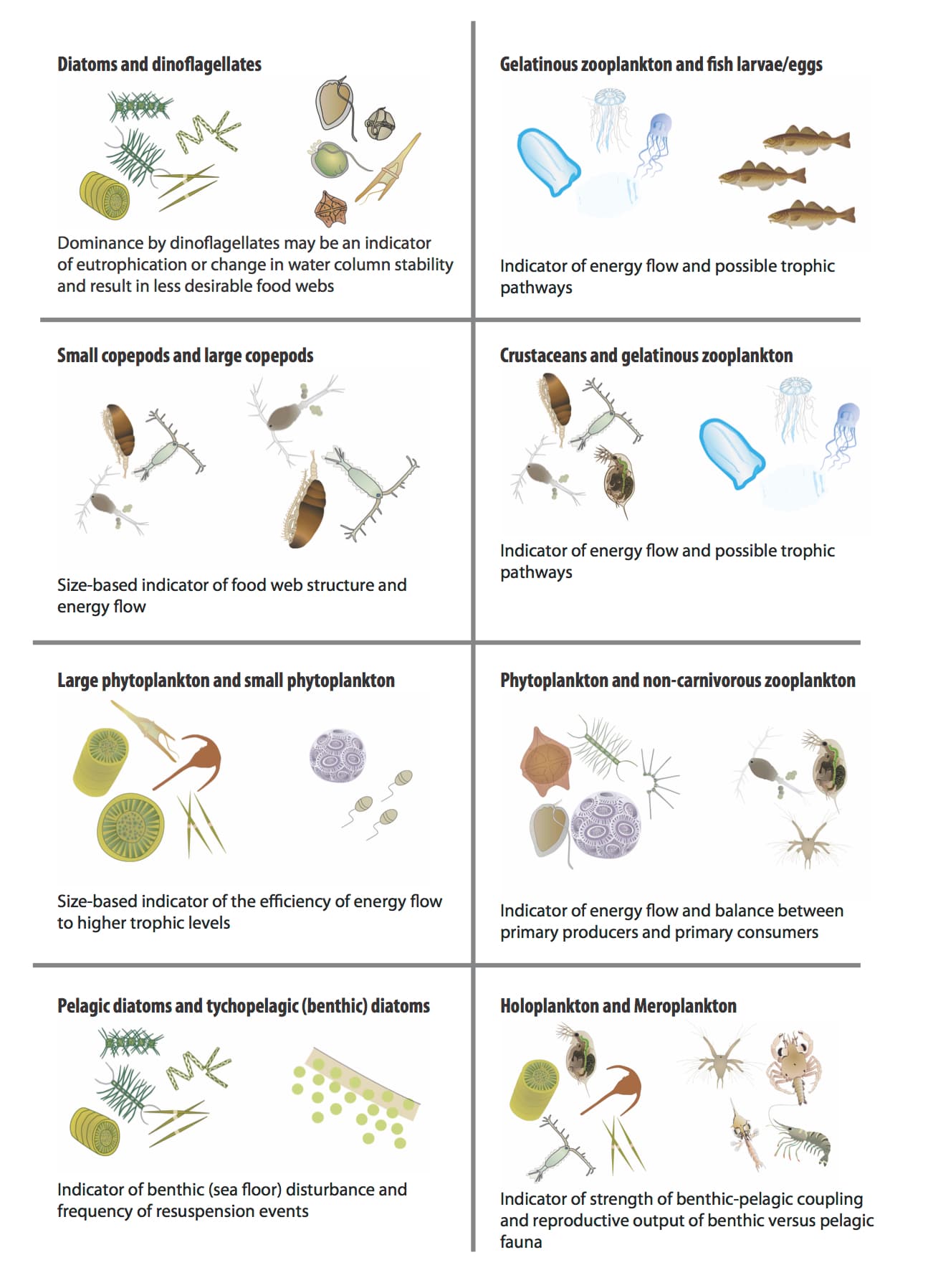 Major groups of marine phytoplankton, Changes in Phytoplankton and Zooplankton Communities