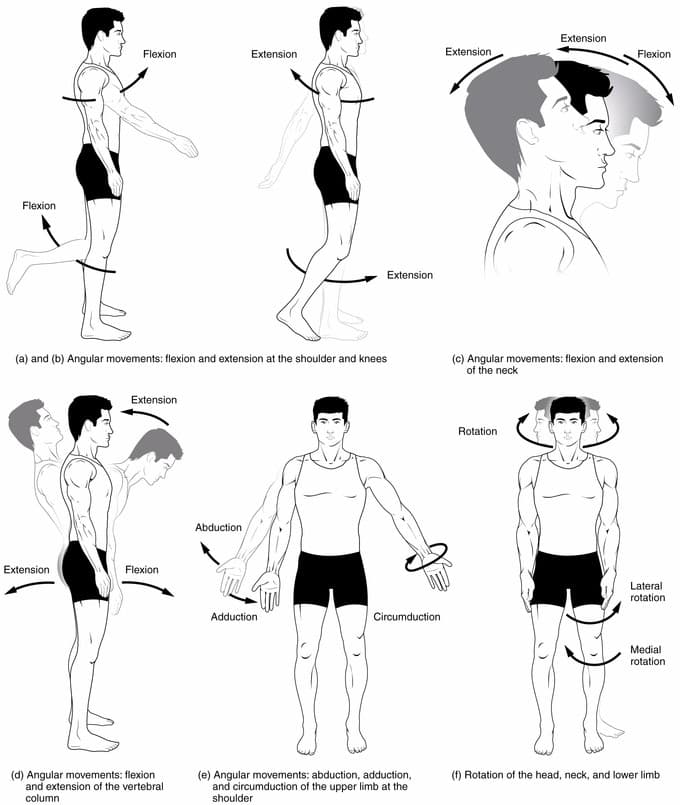 Major muscle groups in dance, Overview of the Muscular System | Boundless Anatomy and Physiology
