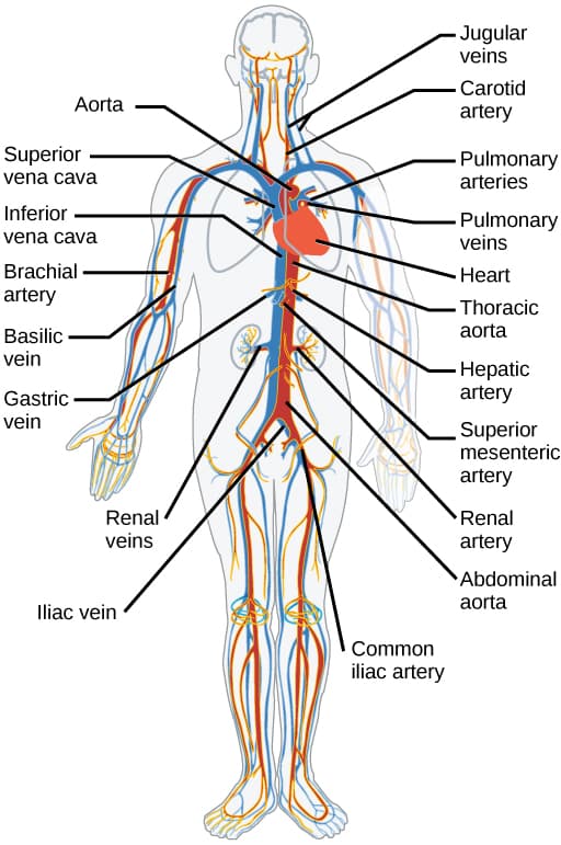 Major Organ Systems Overview, Circulatory and Respiratory Systems · Concepts of Biology