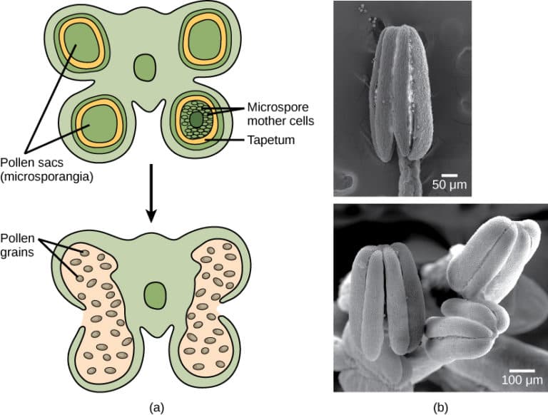 Male reproductive structures, Reproductive Development and Structure | Biology for Majors II