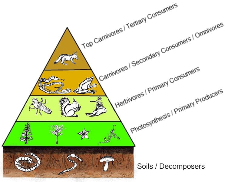 Marine vs terrestrial environments, Ecosystem and Eutrophication Lab - Biology LibreTexts