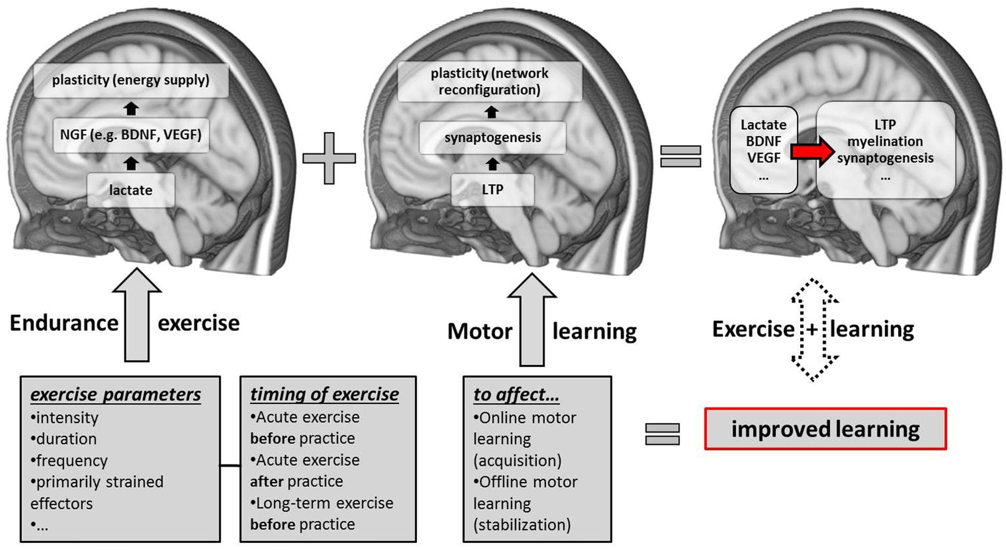 Definitions and Context, Frontiers | Endurance Exercise as an “Endogenous” Neuro-enhancement Strategy to Facilitate Motor ...