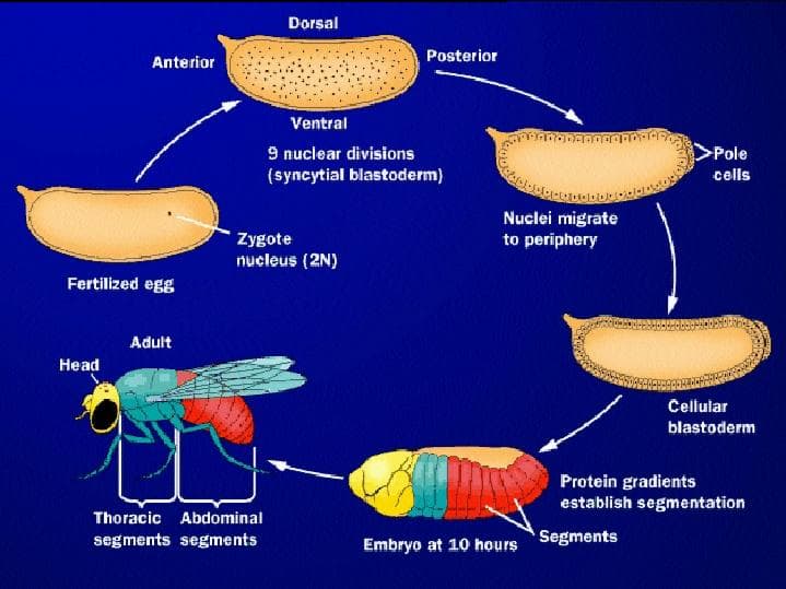 Maternal Factors and Early Determinants, TaxaWiki1314 - Drosphila
