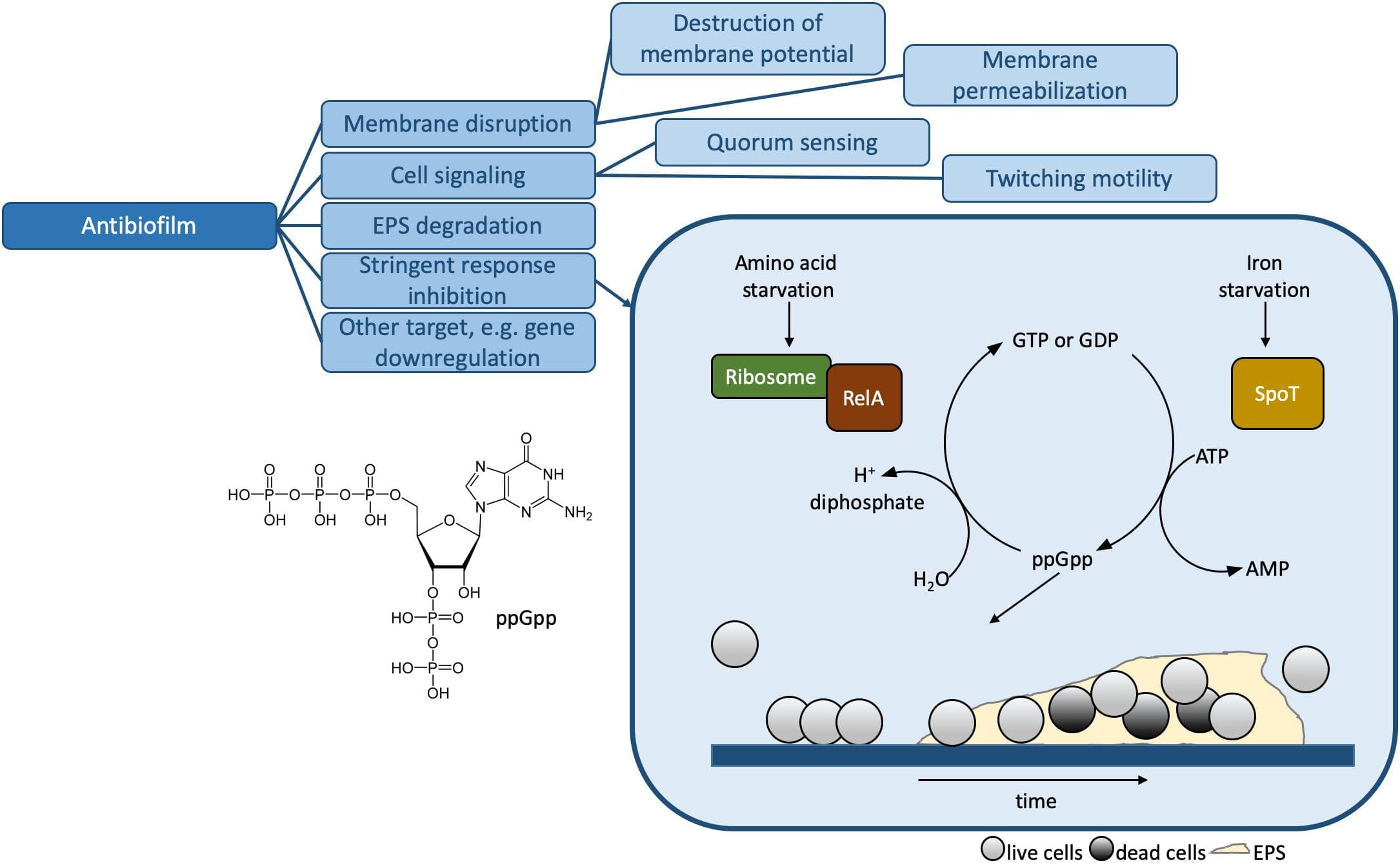 Mechanism of action and common ingredients in antacids, Frontiers | Mechanisms of Action for Antimicrobial Peptides With Antibacterial and Antibiofilm ...