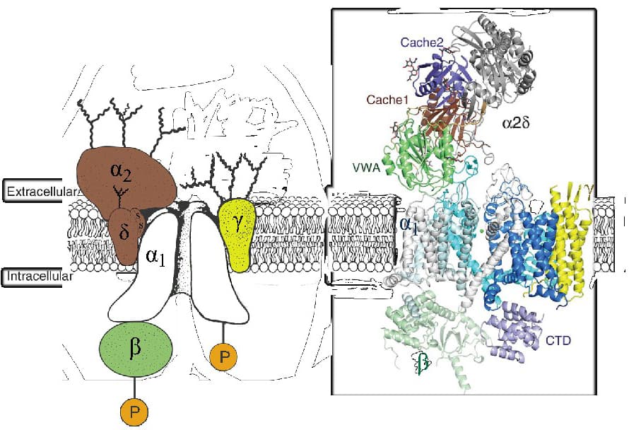 Mechanism of calcium channel blockers, Voltage-gated calcium channels (Ca V ) | Introduction | BPS/IUPHAR Guide to PHARMACOLOGY
