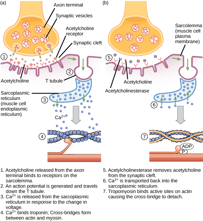 Mechanism of cholinergic drugs, Neural Stimulation of Muscle Contraction | Biology for Majors II